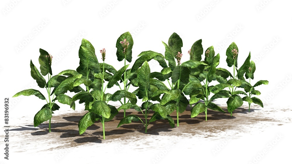 tabacco plants - isolated on white background