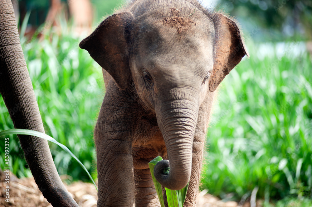 Fototapeta premium Relationship Thai Elephant calf and mom.