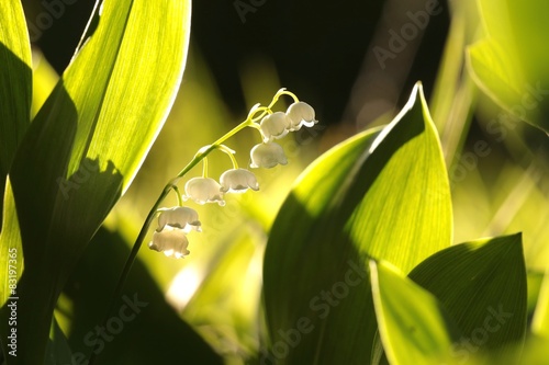 Fototapeta Naklejka Na Ścianę i Meble -  Lily of the valley lit by the rising sun