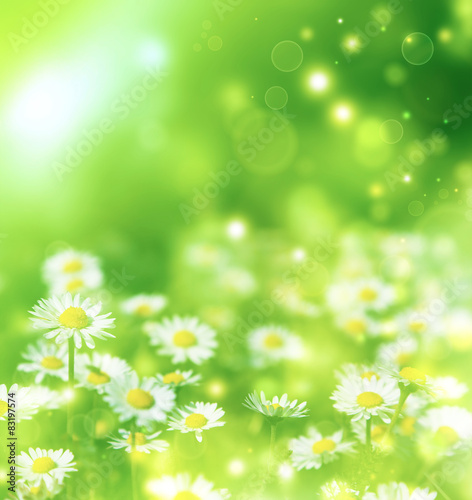 bright summer background with white daisies