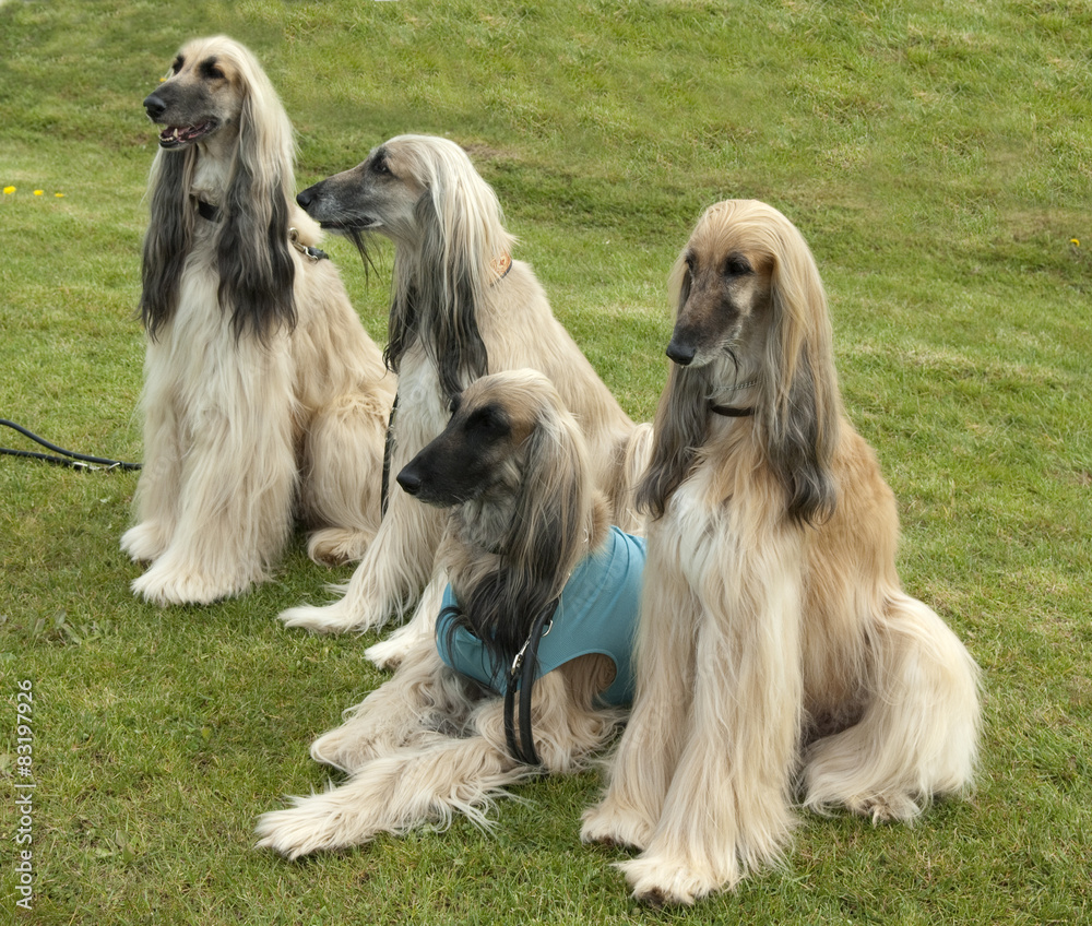 Afghane; Afghanischer; Windhund; Hund; Afghane; Afghanischer; Windhund; Hund;