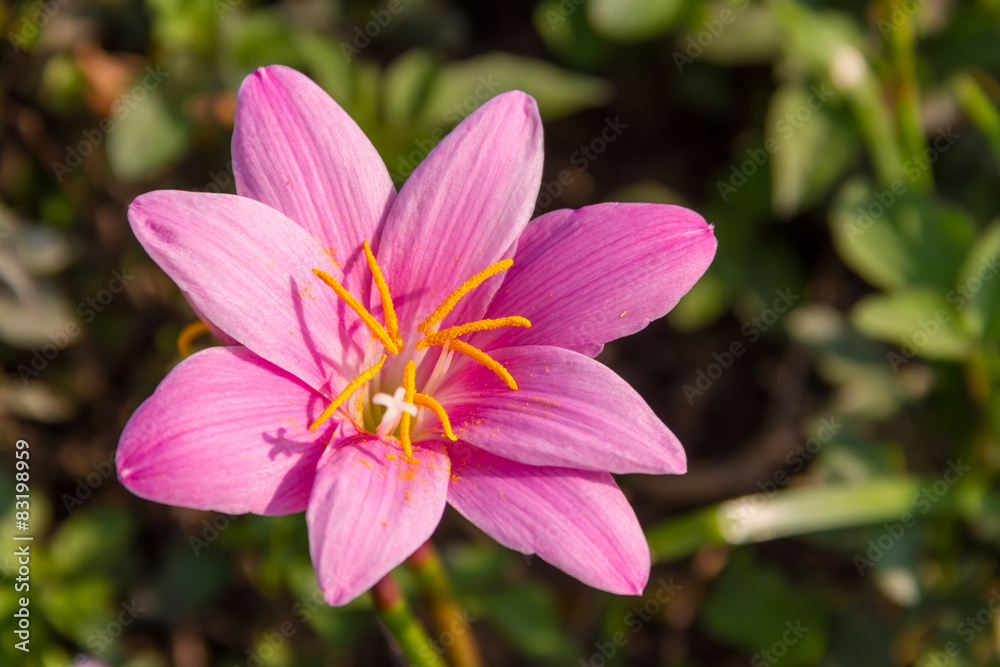 Rain Lily - 2 Rain Lily - 2