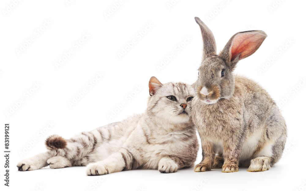 Obraz premium Сat and rabbit.
