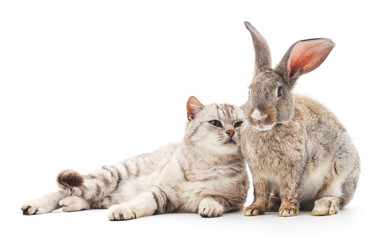 Сat and  rabbit.
