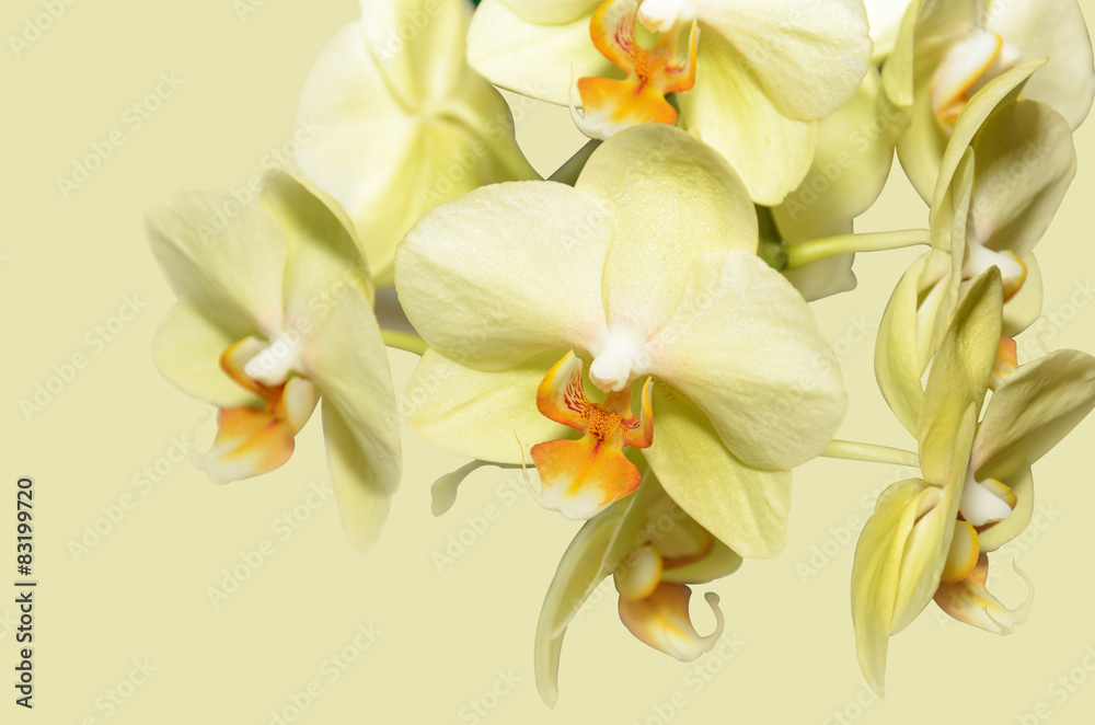 Yellow orchid flowers Yellow orchid flowers