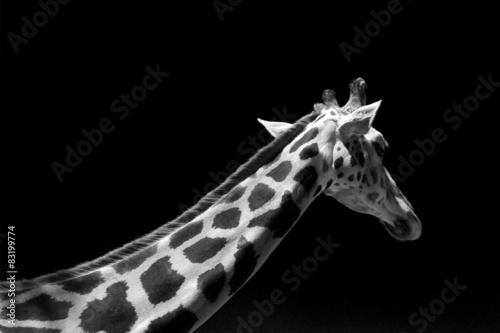 Photography giraffe