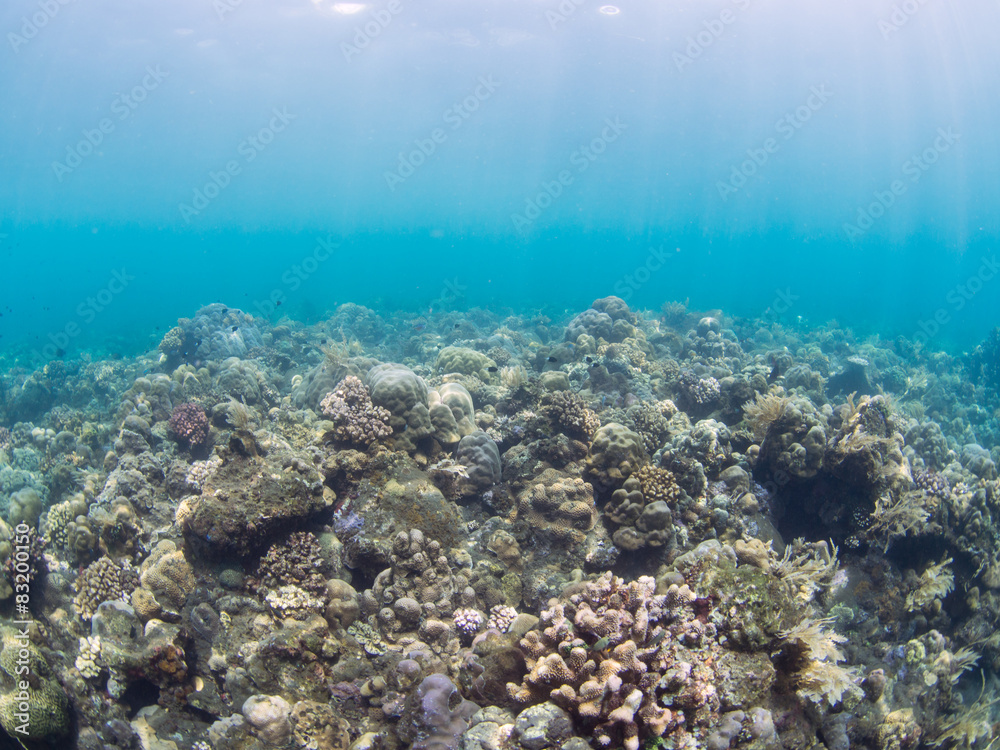 Fototapeta premium Underwater landscape in Indonesia