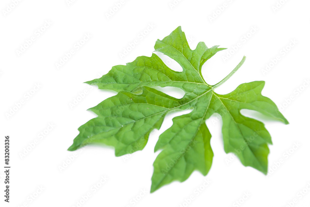 Green leaf with stem. Isolated on white background. Green leaf with stem. Isolated on white background.