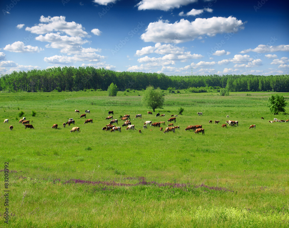 Cows in pasture Cows in pasture