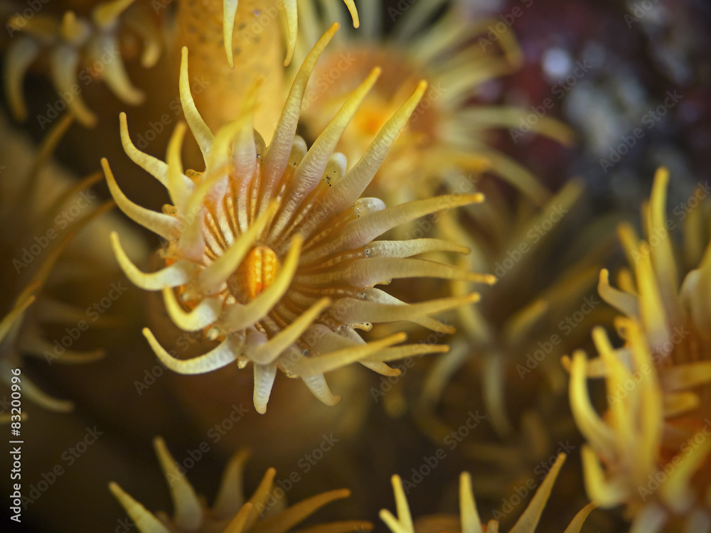 Yellow encrusting anemones (Parazoanthus axinellae) Yellow encrusting anemones (Parazoanthus axinellae)