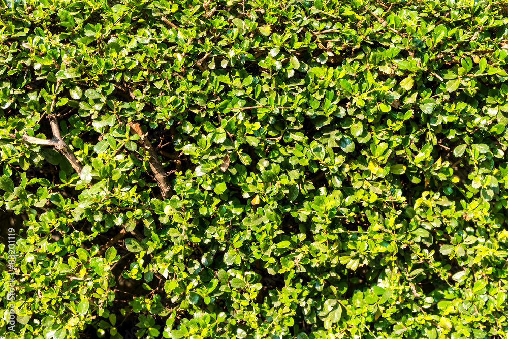 Obraz premium Green bush