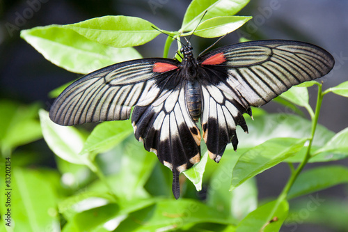 Schmetterling