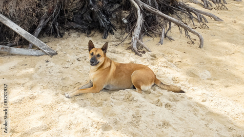 Brown Thai Dog Lying under The Shadow of Big Tree on The Sand © jackritw