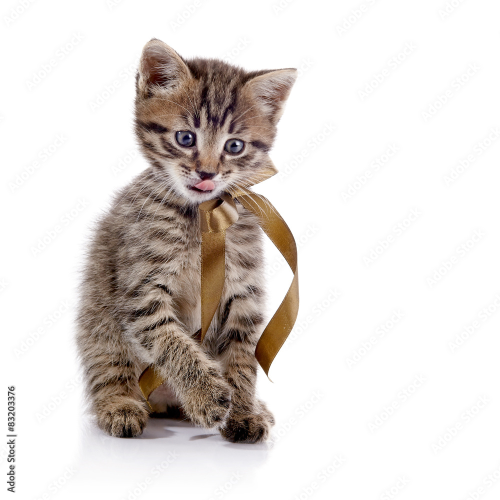 The striped licking lips kitten with a bow.