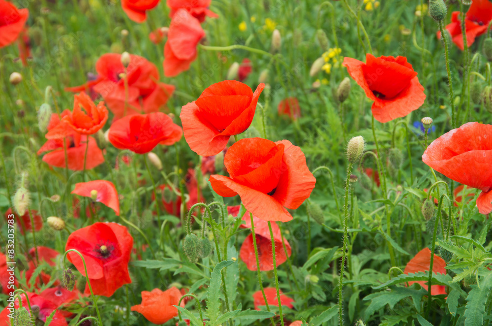 red poppies red poppies