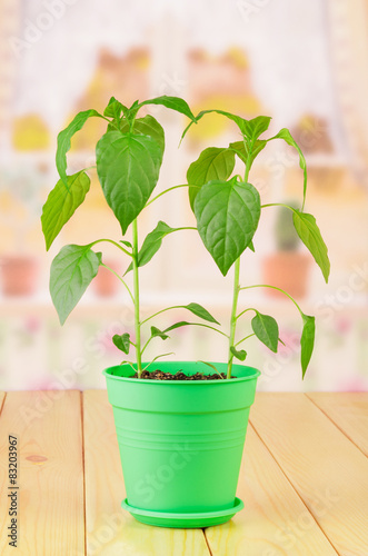 Two green plants of pepper in pot
