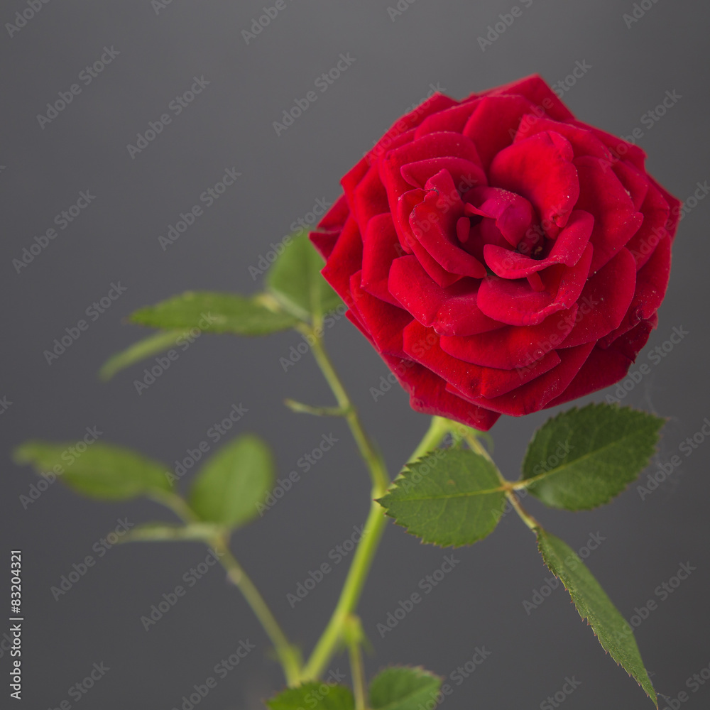 Fototapeta premium One red rose isolated on a gray background