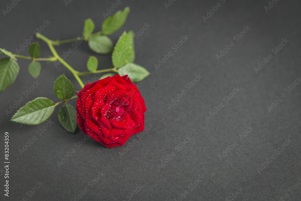 Red rose close up on a textured dark background Red rose close up on a textured dark background