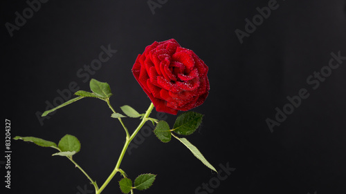 Fototapeta Naklejka Na Ścianę i Meble -  Red rose in bloom on a dark black background
