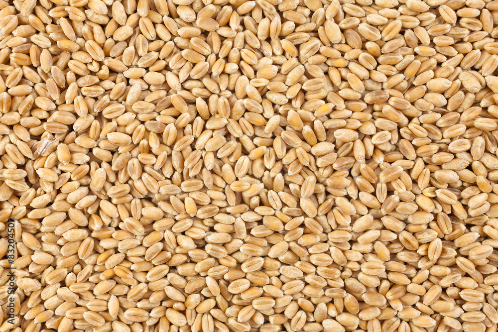 Wheat background view from the top close up
