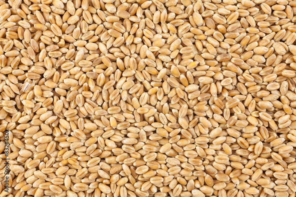 Wheat background view from the top close up
Wheat background view from the top close up
