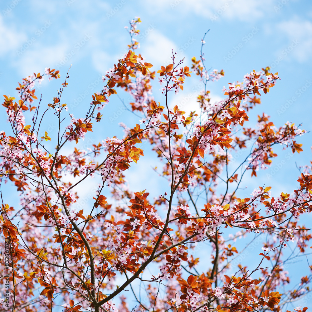 Cherry plum blossom on blue sky background Cherry plum blossom on blue sky background