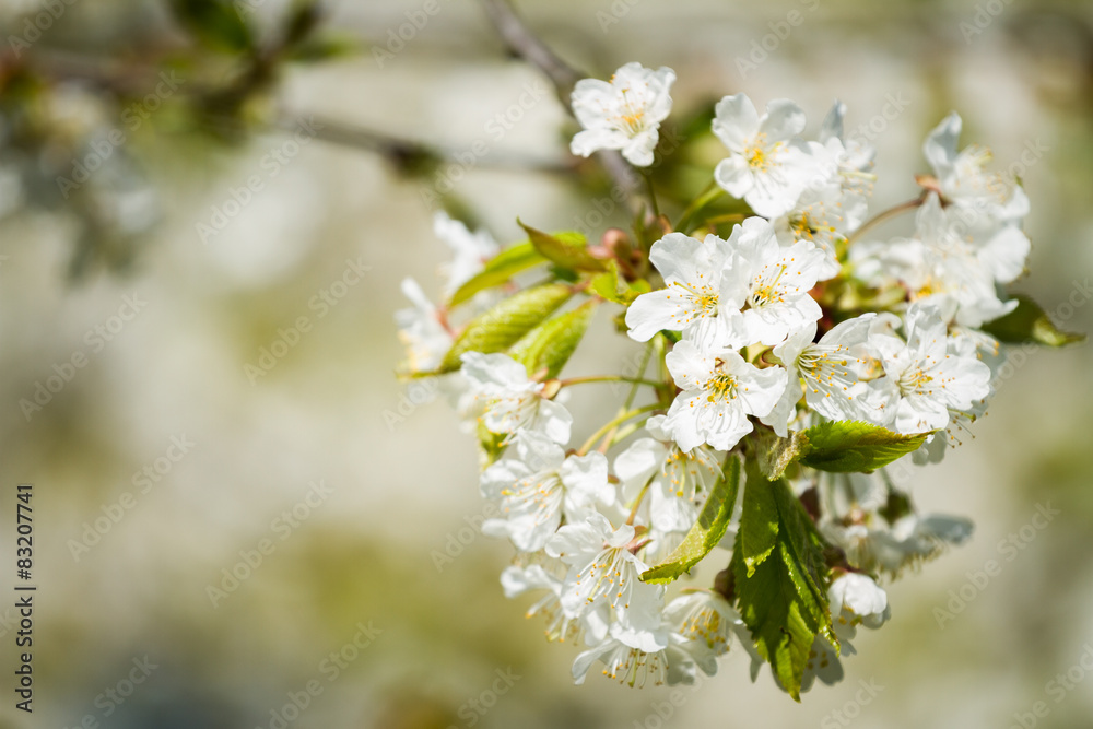 Cherry flowers blossoming in the springtime. Cherry flowers blossoming in the springtime.