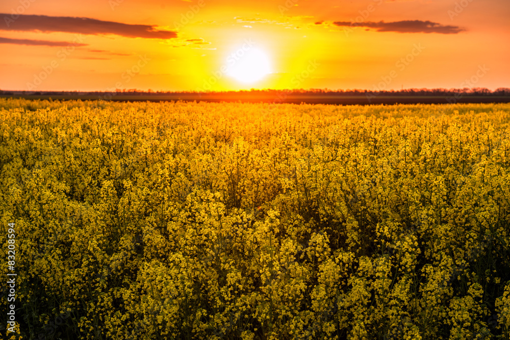 sunset in yellow rapeseed field