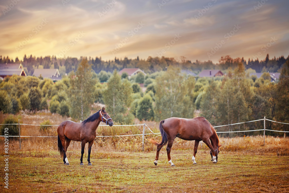 Chestnut horses grazing in paddock at sunset Chestnut horses grazing in paddock at sunset