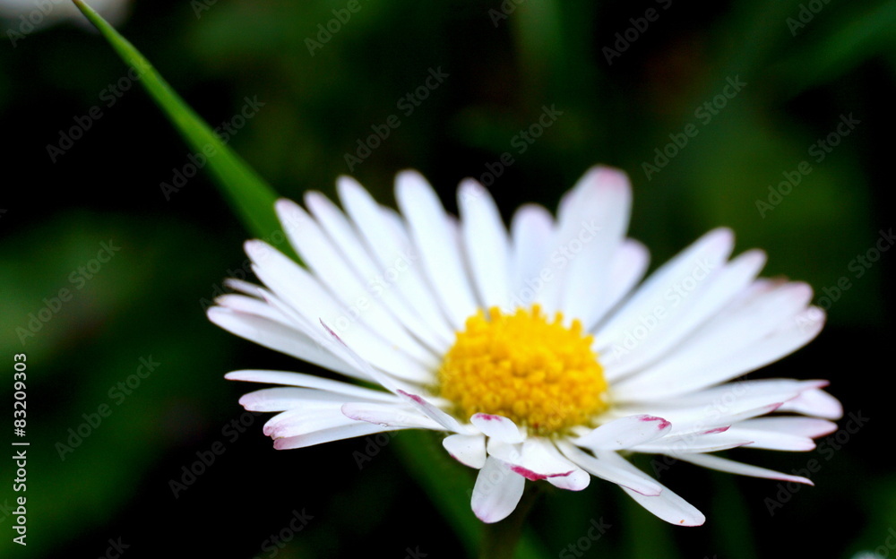 Obraz premium Gänseblümchen