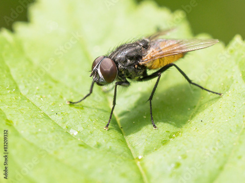 Eine Fliege auf einem grünen Blatt
