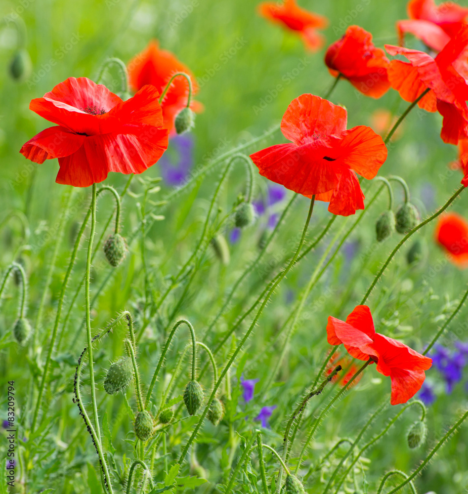 Obraz premium red poppy on cereal field