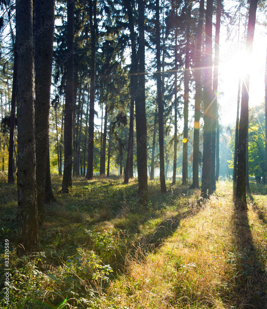 Obraz premium forest trees