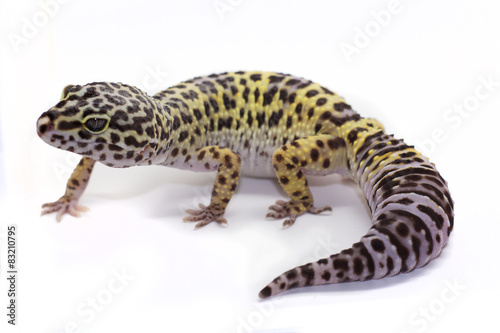 Colorful leopard gecko on white background