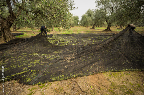 uomini lavoro olive