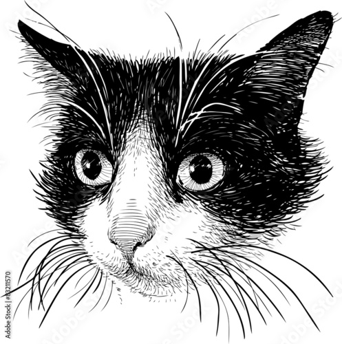 portrait of a black and white cat