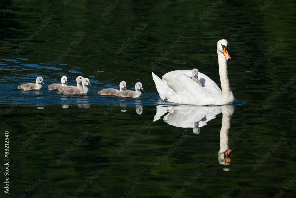 Fototapeta premium swan and chicks