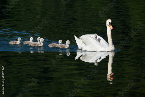 swan and chicks