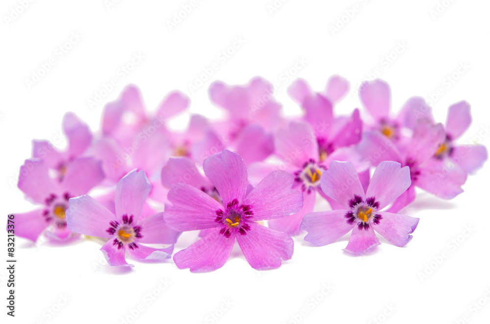 phlox flowers phlox flowers