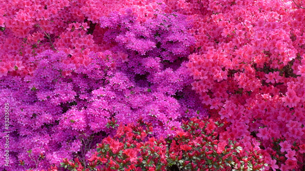 Blumenmeer Blumenmeer