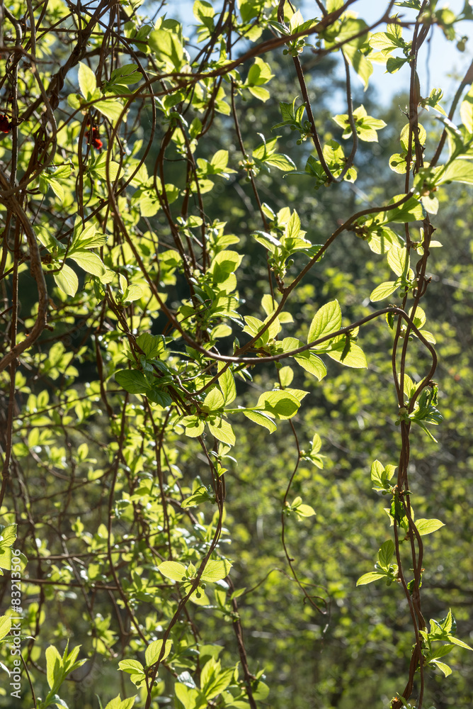 Schisandra - young buds and leaves Schisandra - young buds and leaves