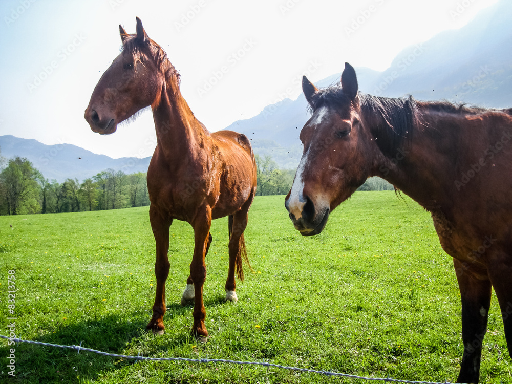 Obraz premium Cheval