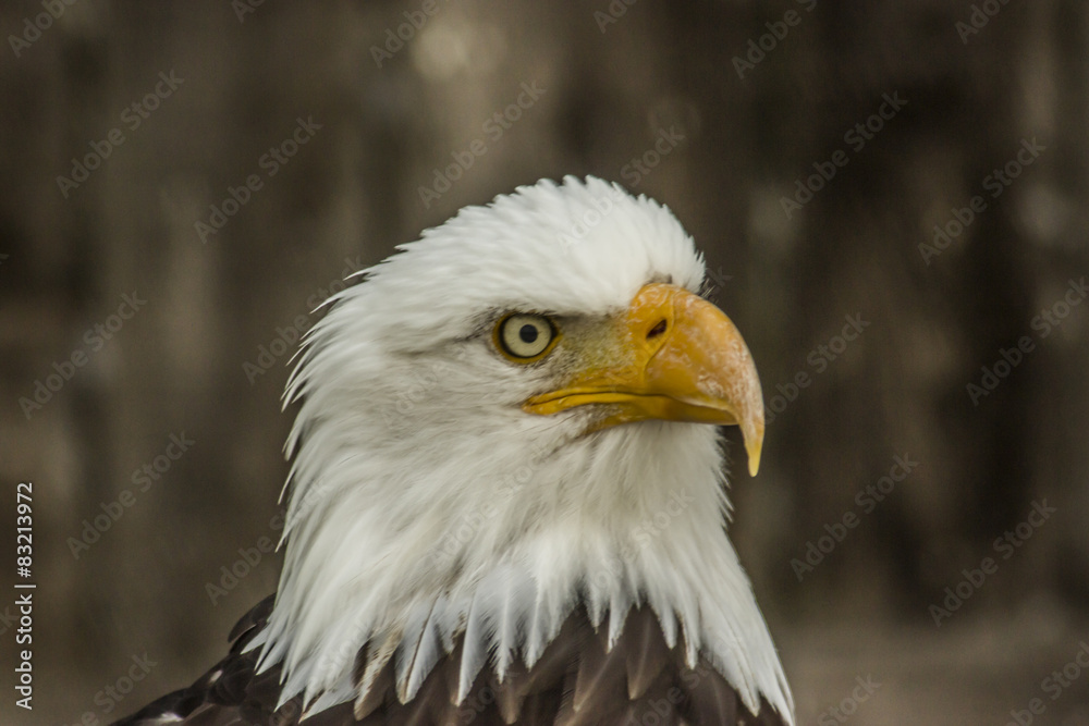 Weißkopfseeadler (Haliaeetus leucocephalus). Weißkopfseeadler (Haliaeetus leucocephalus).