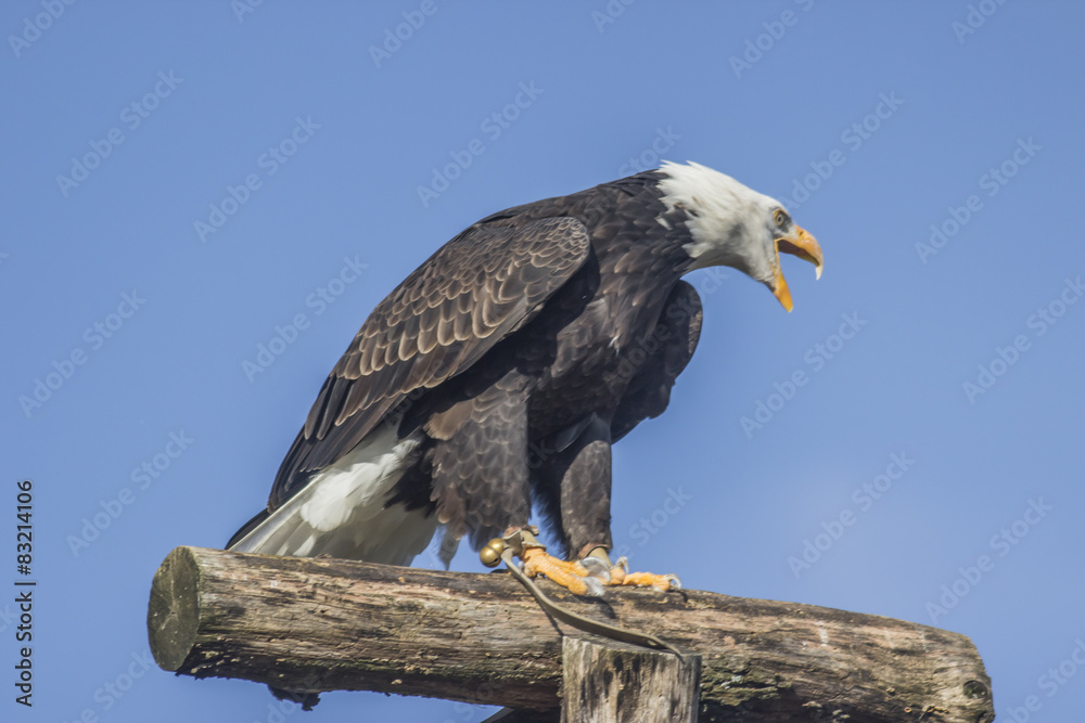 Weißkopfseeadler (Haliaeetus leucocephalus). Weißkopfseeadler (Haliaeetus leucocephalus).