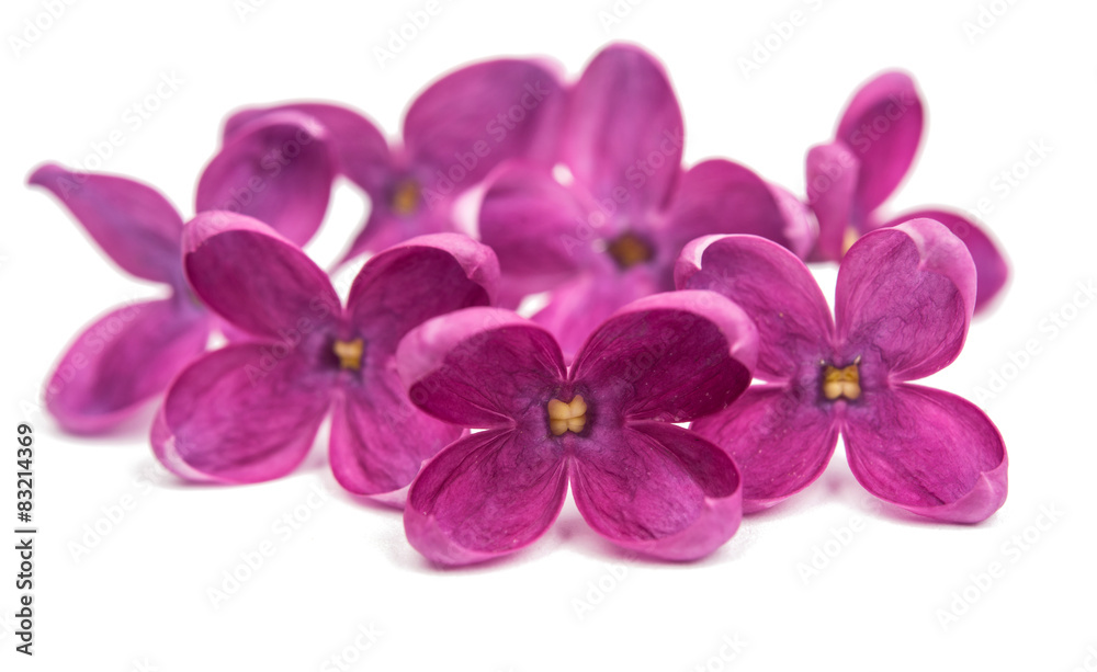 lilac flowers lilac flowers