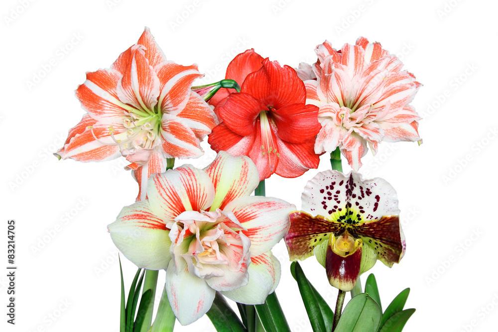 Closeup of a Red and White Striped Amaryllis