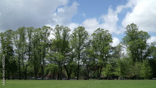 Lime trees in Calthorpe Park, Birmingham, England. photo