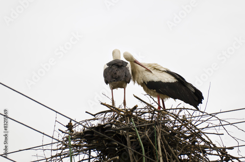 white Stork, Ciconia ciconia