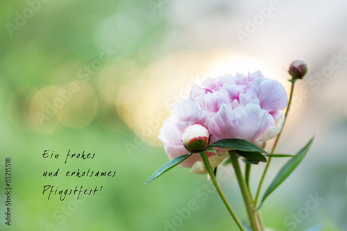 Peony blossom and good wishes for Pentecost