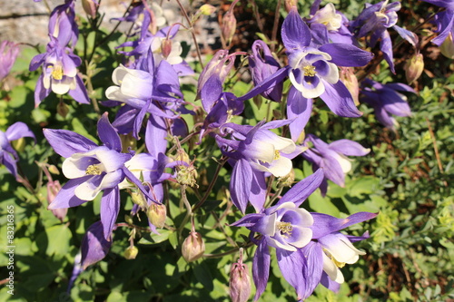 Alpine Columbine  Aquilegia Alpina  in Innsbruck  Austria